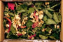 Tea "Aquarelle"