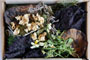 Tea "Power of nature"
