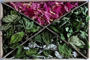 Herbal set "Youth"