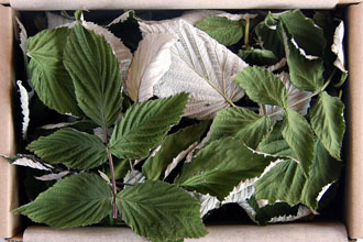 Raspberry leaves