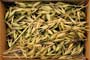 Oat grass and grain