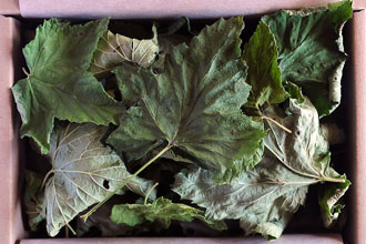 Blackcurrant leaves