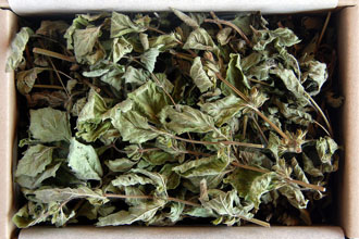 Lemon balm