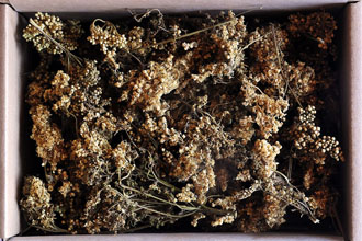 Meadowsweet blossoms