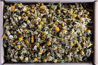 Camomile