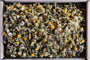 Camomile