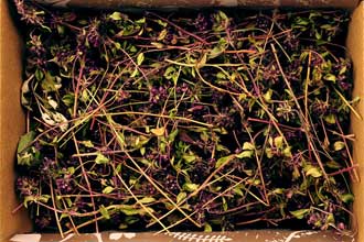 Common thyme