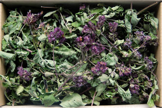 Oregano