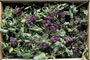 Oregano
