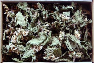 White Deadnettle
