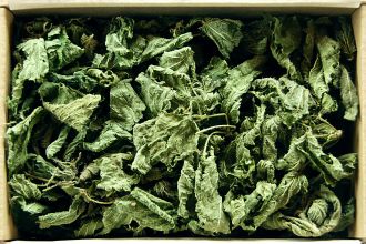 Common nettle