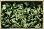 Common nettle